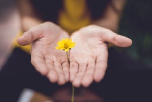 person holding a flower in their hands