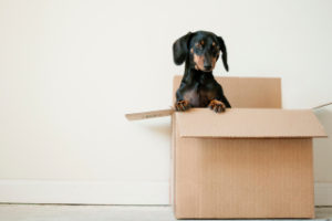 wiener dog sitting in a box