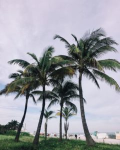 Palm Trees