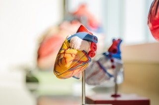 a medical model of a heart
