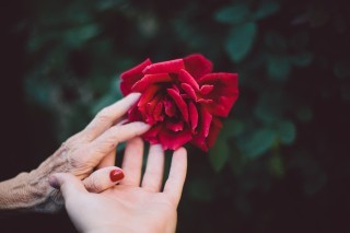 Two hands holding a rose